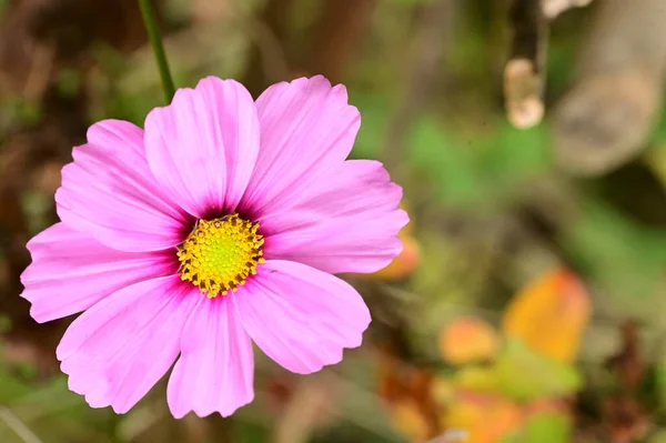 Розкішні Рожеві Квіти Ростуть Саду — стокове фото