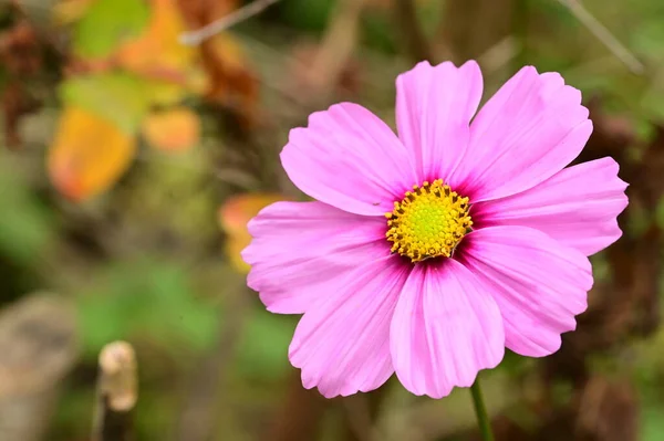 花园里长着艳丽的粉红色花朵 — 图库照片