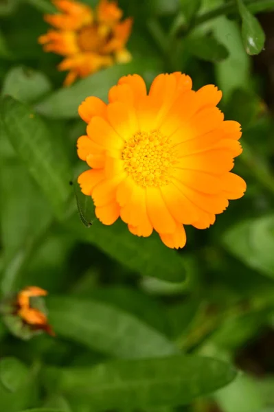 Όμορφα Πορτοκαλί Λουλούδια Στον Κήπο Κοντινή Θέα — Φωτογραφία Αρχείου