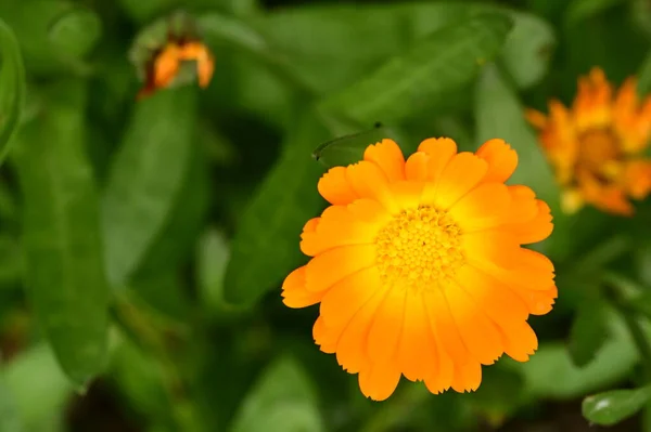 Mooie Oranje Bloemen Tuin Close Uitzicht — Stockfoto