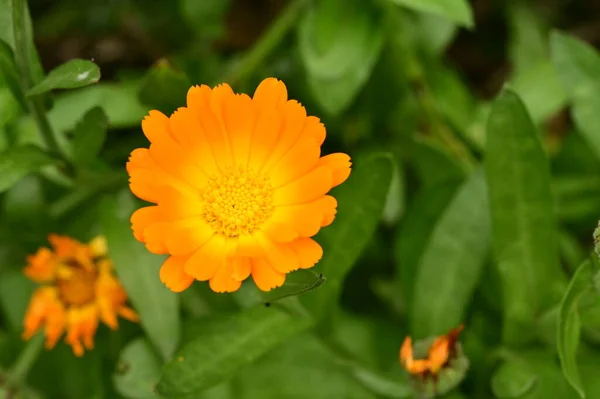 庭の美しいオレンジの花を間近で見ることができます — ストック写真