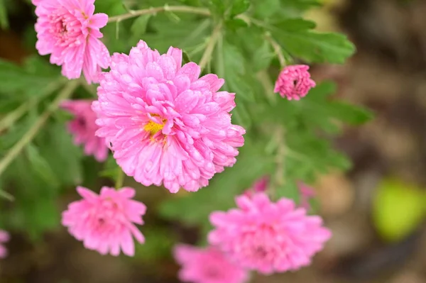 Prachtige Roze Bloemen Groeien Tuin — Stockfoto