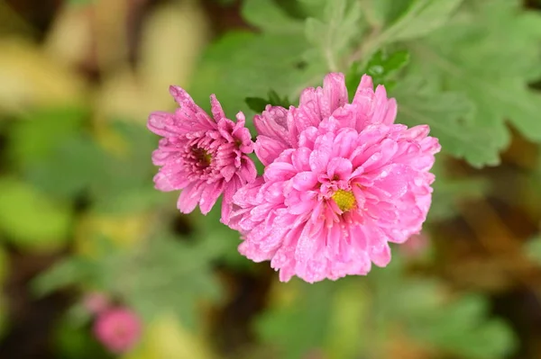 庭で育つピンク色の豪華な花 — ストック写真