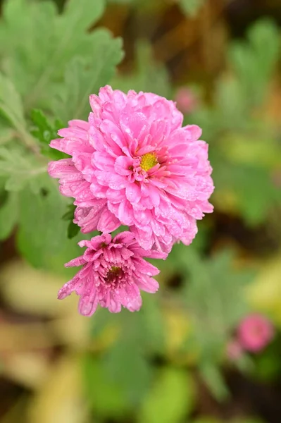 Великолепные Розовые Цветы Растущие Саду — стоковое фото