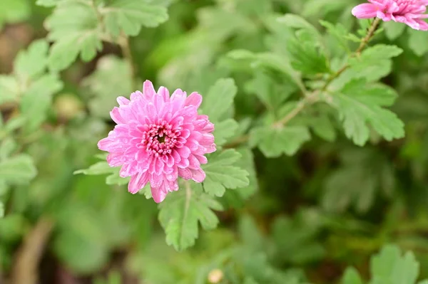 Prachtige Roze Bloemen Groeien Tuin — Stockfoto