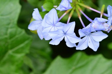 Bahçedeki güzel mavi çiçekleri kapat.