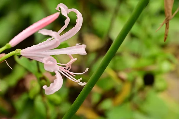 庭で育つピンク色の豪華な花 — ストック写真