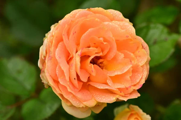 Rosa Naranja Jardín Hermosa Flora Naturaleza — Foto de Stock
