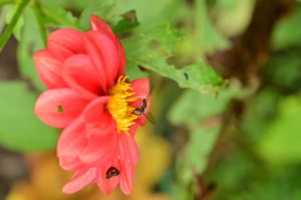 Close Vista Abelha Sentado Belas Flores Vermelhas Jardim — Fotografia de Stock