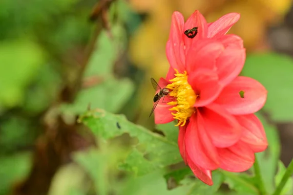 Zbliżenie Widok Pszczoły Siedzi Piękne Czerwone Kwiaty Ogrodzie — Zdjęcie stockowe