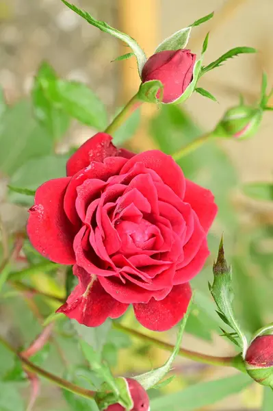 Vackra Röda Rosor Trädgården Sommar Bakgrund — Stockfoto