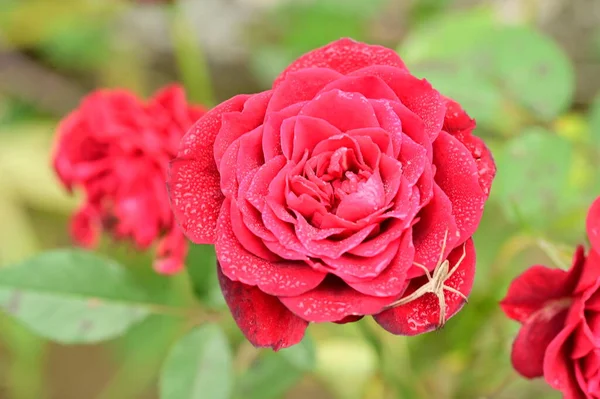 Piękne Czerwone Róże Ogrodzie Tło Letnie — Zdjęcie stockowe