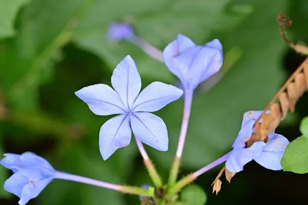 Крупним Планом Вид Красиві Сині Квіти Саду — стокове фото