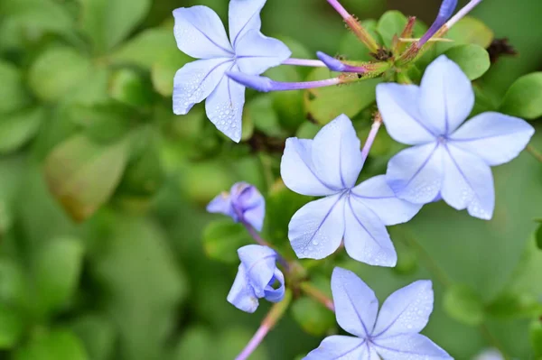 Közeli Kilátás Gyönyörű Kék Virágok Kertben — Stock Fotó