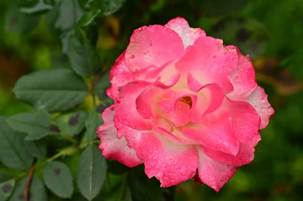 Красива Рожева Троянда Саду Літній Фон — стокове фото