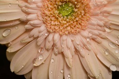 Siyah arka planda güzel Gerbera çiçeği