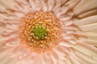 Güzel Gerbera çiçeği, yakın görüş, yaz konsepti.