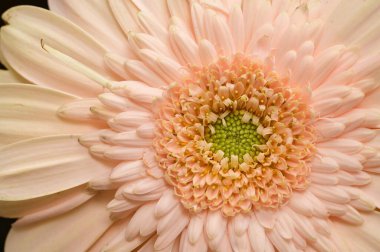 Siyah arka planda güzel Gerbera çiçeği