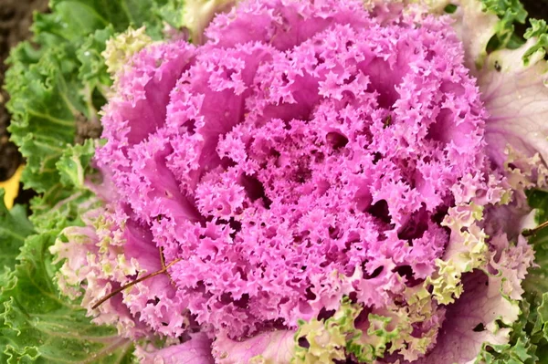 Purple kale cabbage, close up view