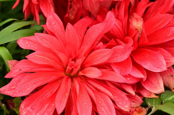 Belles Fleurs Rouges Dans Jardin Vue Rapprochée — Photo