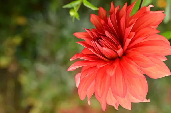 Beautiful Red Flowers Garden Close View — Stock Photo, Image