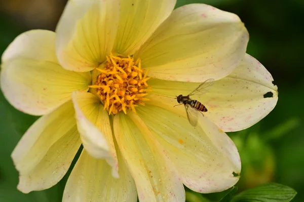 Bliska Widok Pszczoły Siedzi Piękne Żółte Kwiaty Ogrodzie — Zdjęcie stockowe