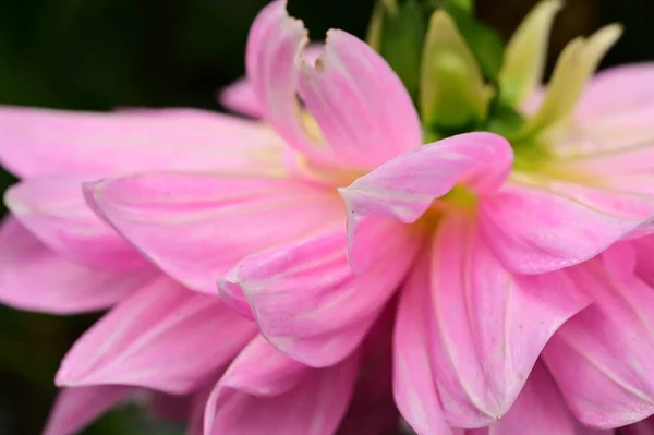 Bahçede Büyüyen Muhteşem Pembe Çiçekler — Stok fotoğraf