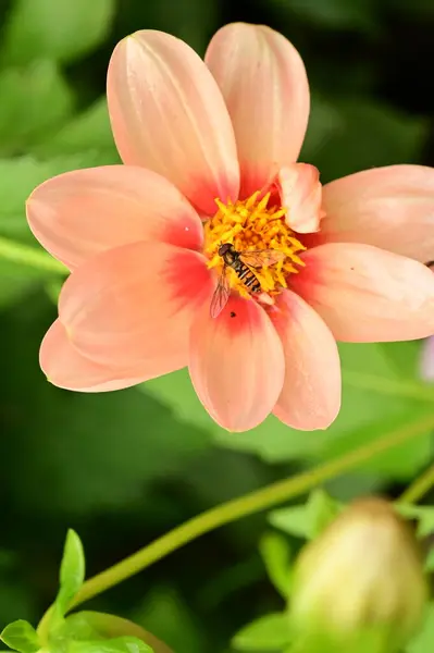 Крупный План Пчелы Сидящей Красивых Красных Цветах Саду — стоковое фото