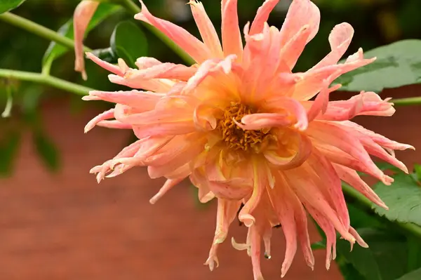 Hermosas Flores Rosadas Creciendo Jardín — Foto de Stock