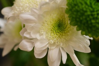 Güzel yeşil ve beyaz kasımpatı çiçekleri, yakın görüş