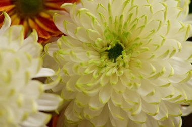 Güzel yeşil ve beyaz kasımpatı çiçekleri, yakın görüş