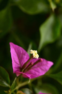 bahçede büyüyen güzel pembe çiçekler