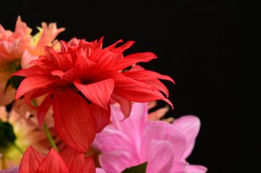 Güzel bir buket çiçek, yakın manzara, yaz konsepti.