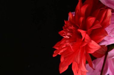 Güzel, parlak çiçeğe yakın