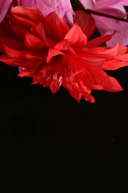 Buketteki güzel çiçeklere yakın.