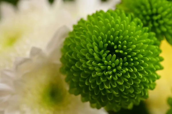 Beautiful Green White Chrysanthemum Flowers Close View — Stock Photo, Image