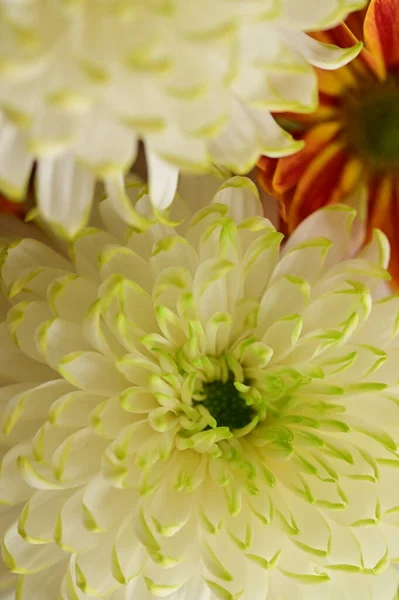 Belles Fleurs Chrysanthème Vert Blanc Vue Rapprochée — Photo
