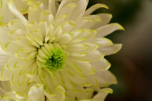 Piękne Zielone Białe Chryzantemy Kwiaty Widok Bliska — Zdjęcie stockowe