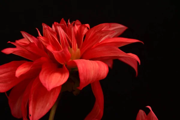 Hermosa Flor Roja Vista Cercana Fondo Oscuro —  Fotos de Stock