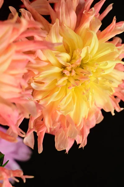 Flores Hermosas Color Rosa Amarillo Sobre Fondo Negro — Foto de Stock