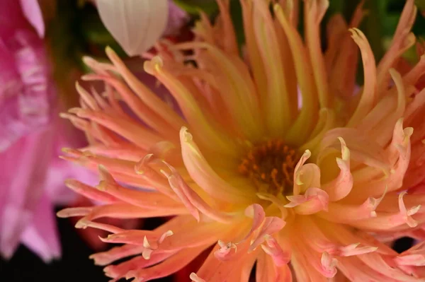 stock image pink and yellow gorgeous flowers on black background