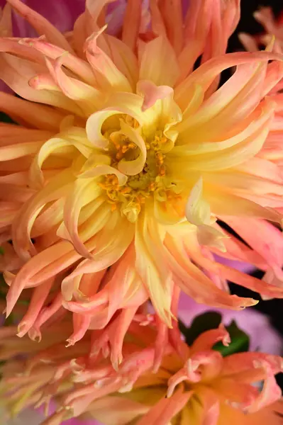 Rosa Und Gelb Wunderschöne Blumen Auf Schwarzem Hintergrund — Stockfoto
