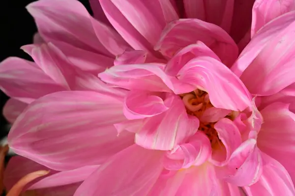 Schöne Rosa Blume Nahsicht Sommerkonzept — Stockfoto