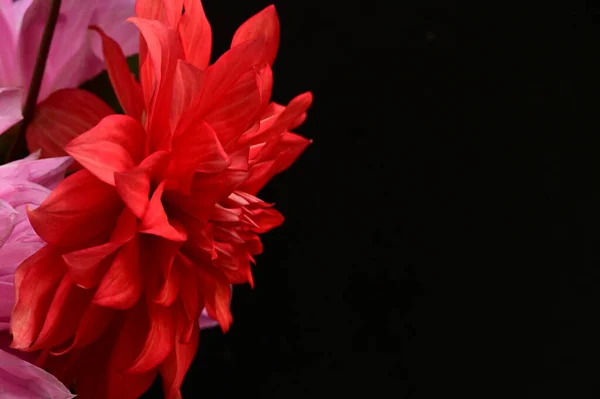 Крупним Планом Красива Яскрава Квітка — стокове фото