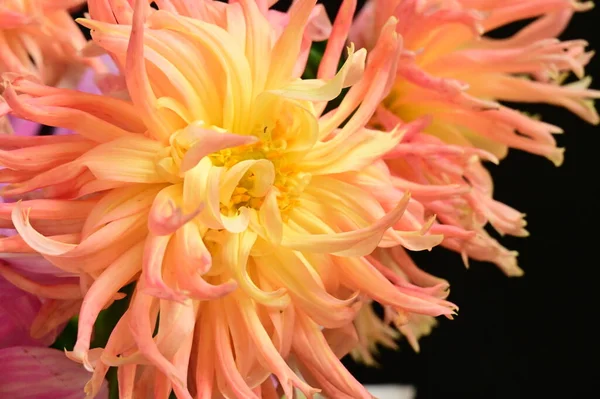 Siyah arkaplanda pembe ve sarı muhteşem çiçekler