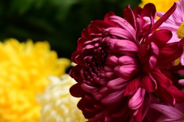 Buketteki güzel çiçeklere yakın.