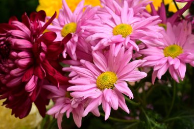 Güzel bir buket çiçek, yakın manzara, yaz konsepti.