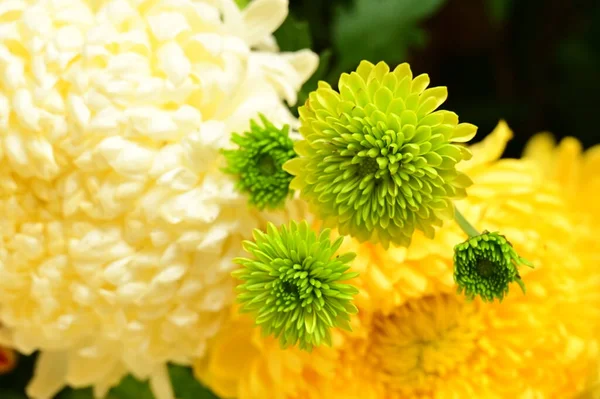 Belles Fleurs Chrysanthème Vert Jaune Blanc Vue Rapprochée — Photo