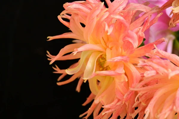 Nahaufnahme Von Schönen Blumen Strauß — Stockfoto