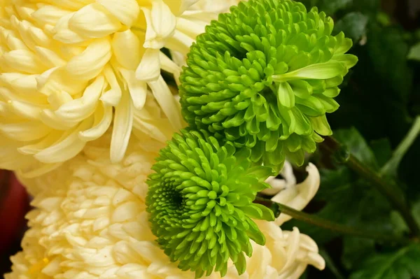 Hermosas Flores Crisantemo Verde Blanco Vista Cerca —  Fotos de Stock